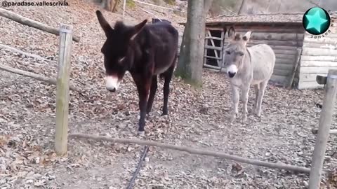 Donkey