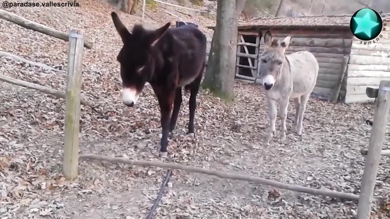 Donkey