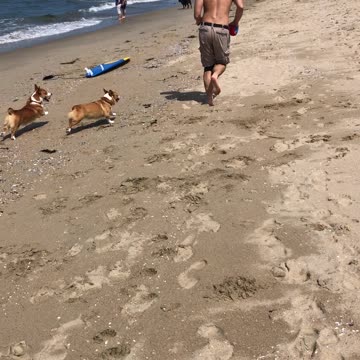 Corgis at the beach