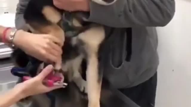 HILARIOUS SCREAMING DOG