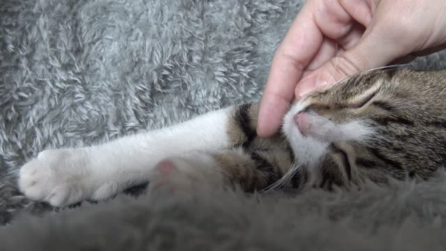 Cute Baby Cat Stretches His Toes