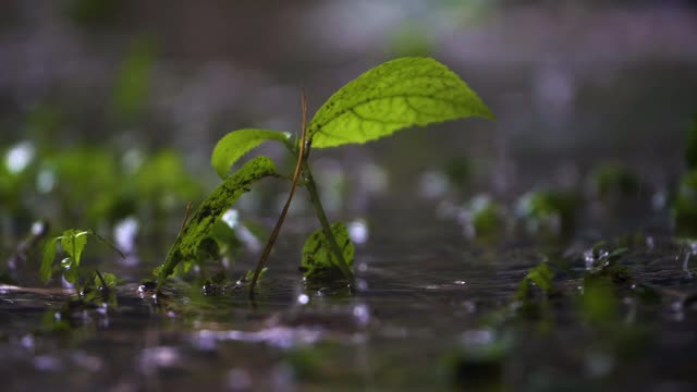 Close Up Shot of Tiny Plant In Rain Storm