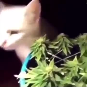 Cat eating edibles