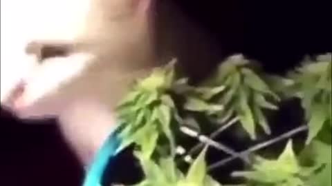 Cat eating edibles