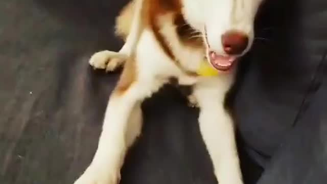 Stubborn Husky Dog Videos 😁😇 Best Funny Animal Videos 2022 😺 Funny Dog Videos 2022 😁