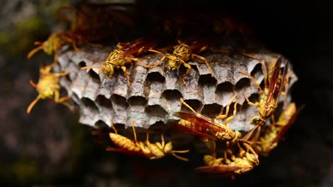 Hornet moth