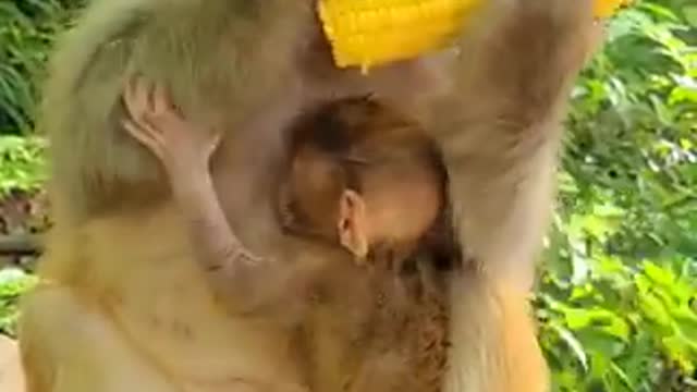 Monkey Eats Maize Corn ASMR ( Mukbang )