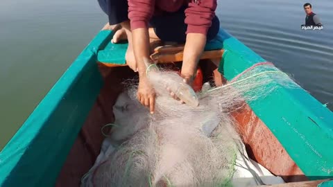 Catch A Rare Fish In The Port Of Almaqal