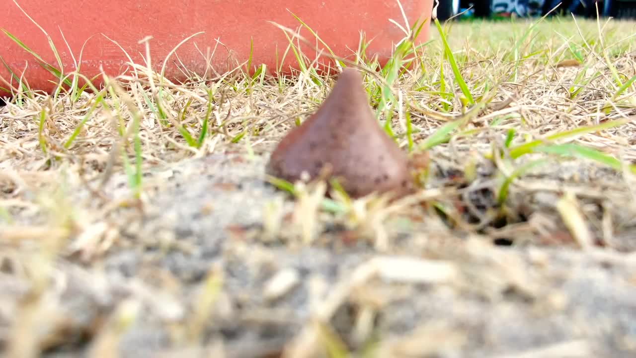 ants versus Hershey kiss 30 second hyperlapse took 2 hours