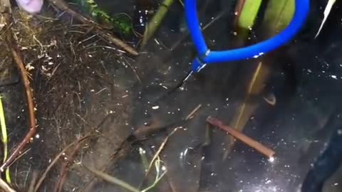 How to catch big eel in hole? 🐟
