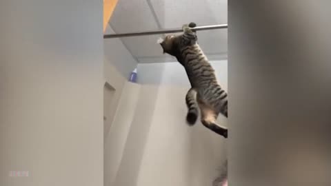 cat hanging on the cable