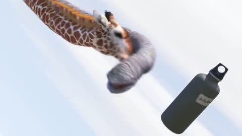 Elephant Vs giraffee water fight