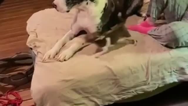 Funniest & Cutest Labrador Puppies #2 - Funny Puppy Videos 2022