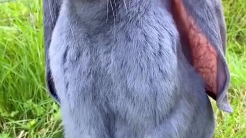 different rabbit