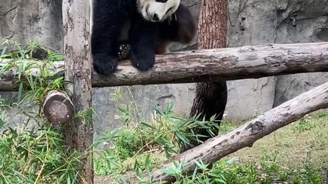 The panda