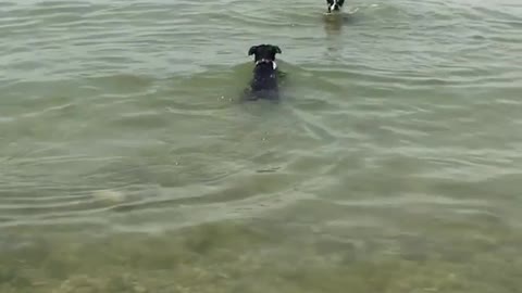 Black dog swimming in water fetching