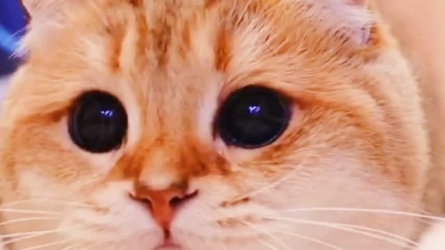 funny cat