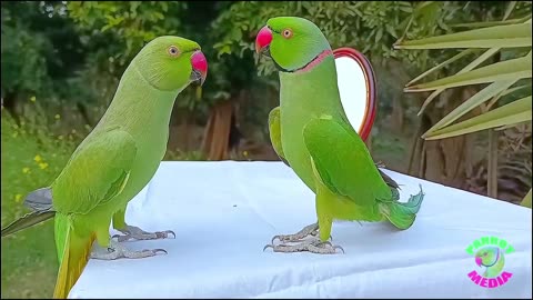 Parrot