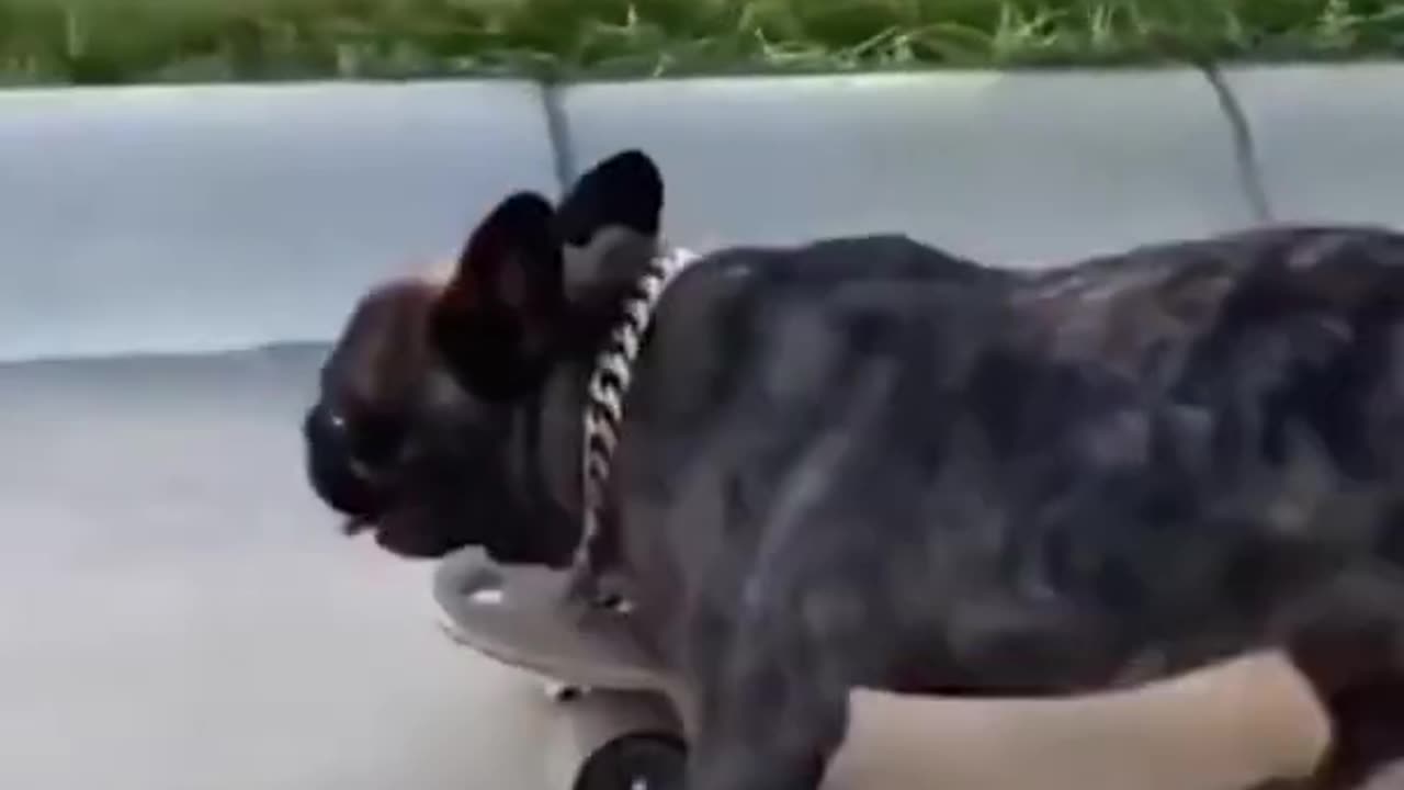 French bull dog skating on the road funny video