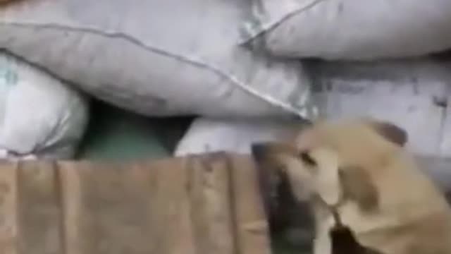 FUNNY ANIMAL FIGHT SCENE UNSEEN VIDEO DOGS FIGHT NEW TREND