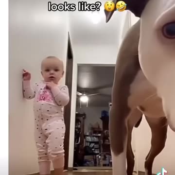 Daily Dose of Funny Dogs | Prepare to Laugh Until You Bark! 🐶😂