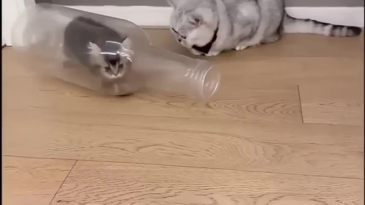 Clear cat 🐈 so nice