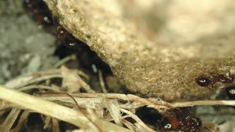 Ants crawling on the ground