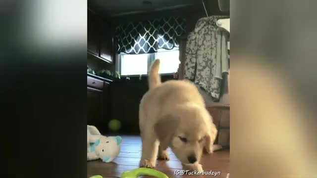 Cute and funny golden retriever puppy videos