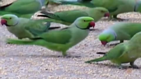 Wild Parrots Feeds Thousands Of Parrots