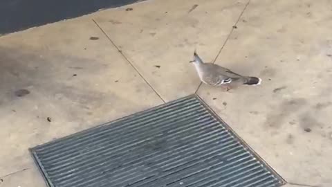 Native Australian Pigeon