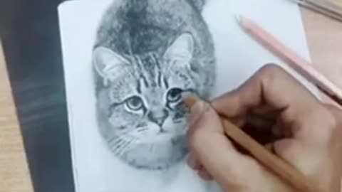 cat transformation funny