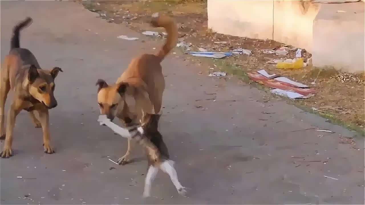 Funny animals cats and dogs kkk