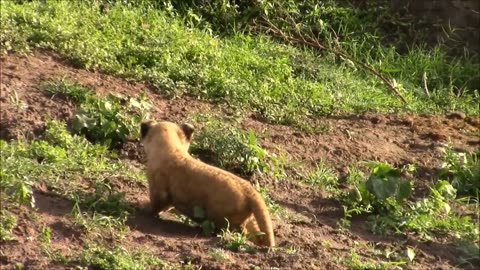 Lioness & Cubs