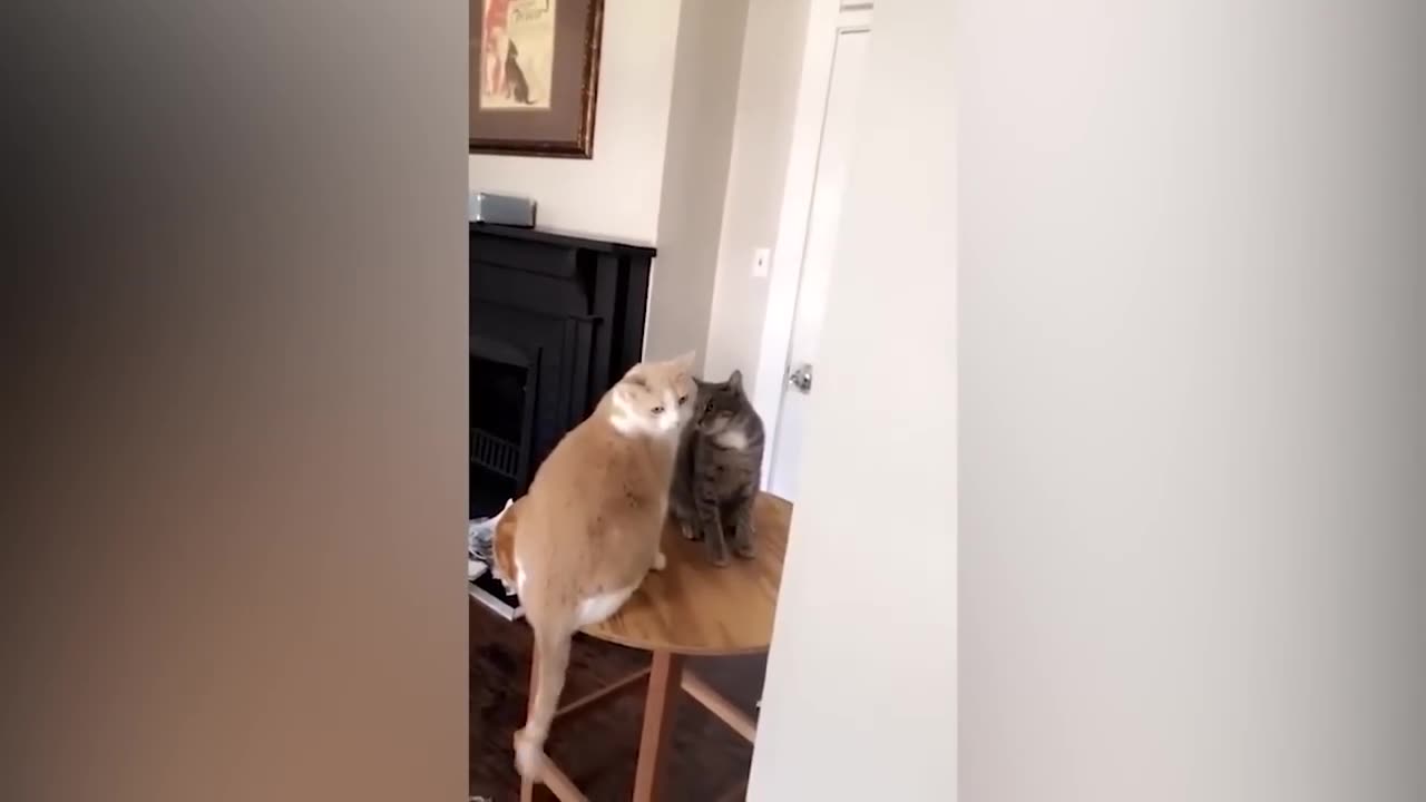 Funniest Animal, lovely Cats and Dogs 😍