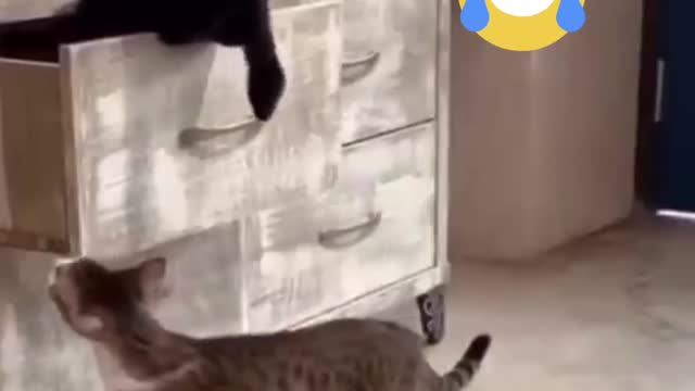 Cats are so funny you will die laughing 🤣Funny cat compilation😅