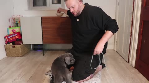 CUTEST CANE CORSO PUPPY IN THE WORLD!