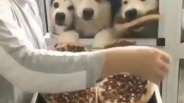 dog compilation