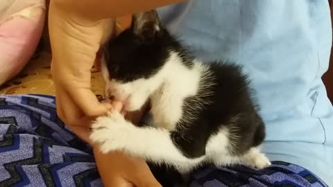 Poor Orphan Kitten Breastfeed to my Sister Finger