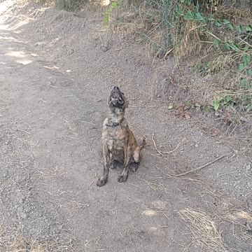 My dogs Bobby staff😎