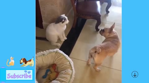 dog and cats playing in food