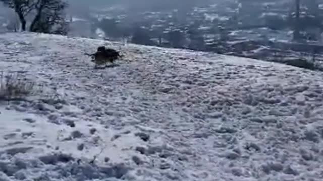 Doggie having fun in snow
