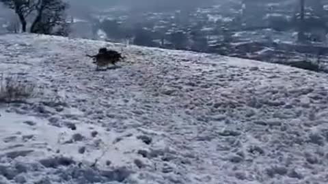 Doggie having fun in snow