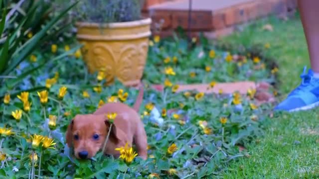 SO CUTE ! The Best Video of 2021 - Relaxing Sound Adorable Puppies Video Compilation.