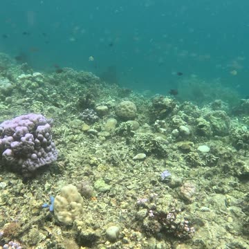 Snorkeling in the Shallows: A Peek into Paradise 🌊🐠
