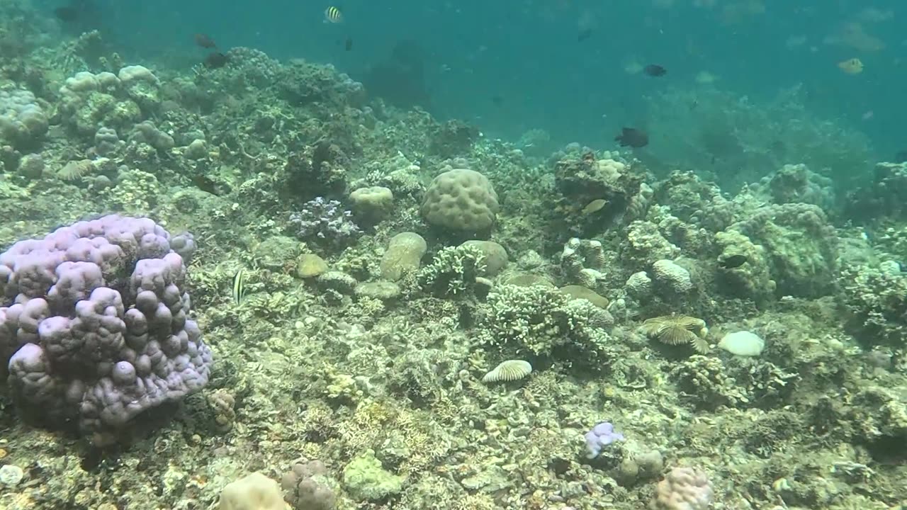 Snorkeling in the Shallows: A Peek into Paradise 🌊🐠