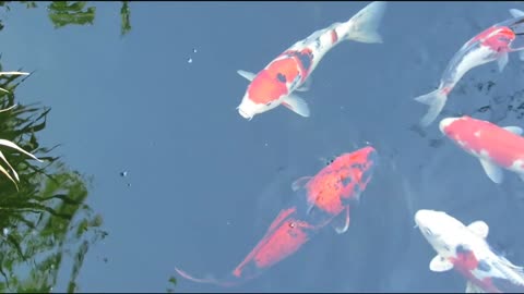 Japanese fish