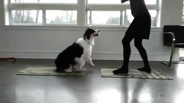 Dog the excellent JOGA teacher