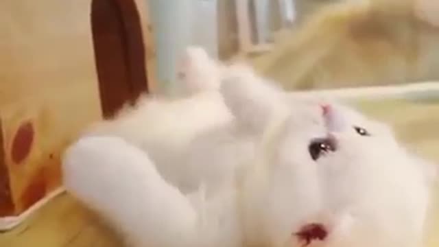 Marshmallow Munchkin Kittens So Cute !!!