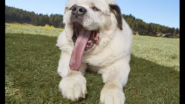 Dog’s giant 7ins tongue is the longest in the world.