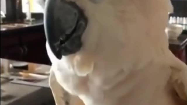 The parrot tells her to shut up